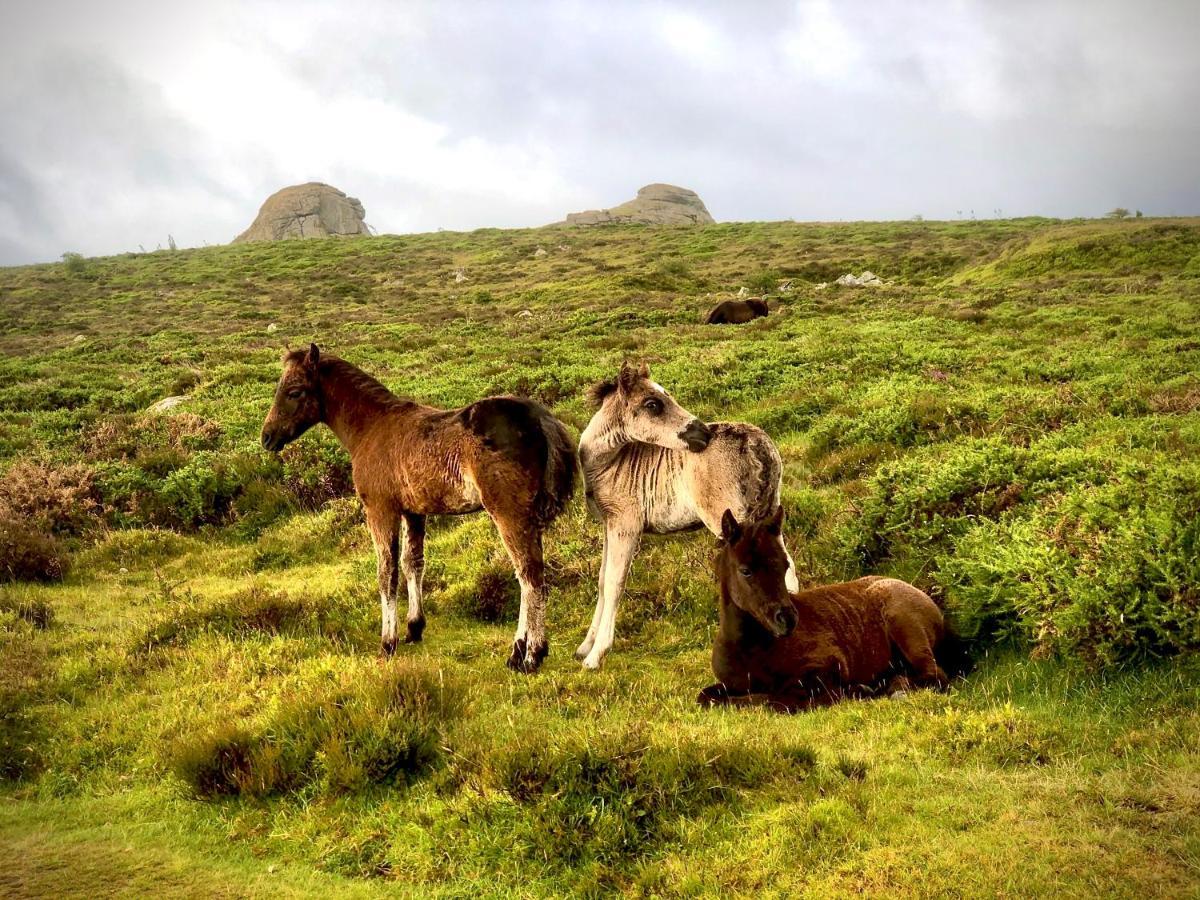 Haytor Court, Haytor, Dartmoorアパートメント エクステリア 写真